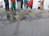 Strange fish caught in yanbu, Saudi Arabia