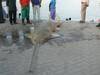 Strange fish caught in yanbu, Saudi Arabia