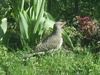 House wren ?