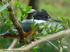Ceryle torquata. (= Megaceryle torquata, ringed kingfisher)