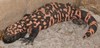 Gila Monster