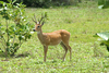 Pampas Deer