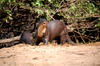 Giant Otter - Pteronura brasiliensis