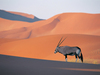 antelope