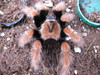 mexican fire leg tarantula