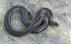 Common Rainbow Snake (Farancia erytrogramma erytrogramma)115