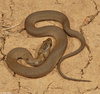 Patternless Northern Watersnake (Nerodia sipedon sipedon)01