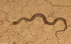 Patternless Northern Watersnake (Nerodia sipedon sipedon)02