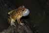 American Toad (Bufo americanus)02