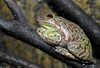 Barking Treefrog (Hyla gratiosa)