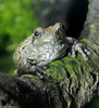 Copes Gray Treefrog (Hyla chrysoscelis)