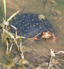 Spotted Turtle (Clemmys guttata)05