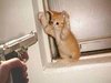 funny animal images