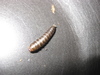 unknown insect