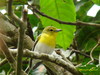 Vireo flavifrons