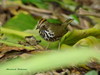 Seiurus aurocapillus (Ovenbird)