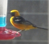 What is this bird?  It eats from my humming bird feeder in San Diego :)