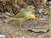 Unknown bird