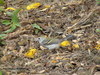 Unknown bird