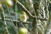 Unknown bird