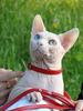Odd eyed Sphynx cats, Ukraine, GICH(WCF), BOB SPH WCF - Commonwealth'09