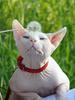 Odd eyed Sphynx cats, Ukraine, GICH(WCF), BOB SPH WCF - Commonwealth'09