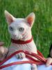 Odd eyed Sphynx cats, Ukraine, GICH(WCF), BOB SPH WCF - Commonwealth'09
