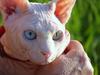 Odd eyed Sphynx cats, Ukraine, GICH(WCF), BOB SPH WCF - Commonwealth'09