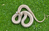 Northern Brown Snake 0276764