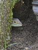 Eastern Six-lined Racerunner (Aspidoscelis sexlineata sexlineata)003