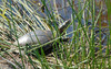 Eastern Painted Turtle (Chrysemys picta picta)003