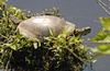 Eastern Painted Turtle (Chrysemys picta picta)004