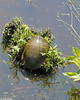 Eastern Painted Turtle (Chrysemys picta picta)012