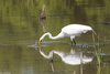 Great Egret (Ardea alba)001