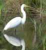 Great Egret (Ardea alba)003