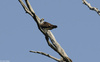 Osprey (Pandion haliaetus)001