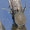 Red-eared Slider (Trachemys scripta elegans)