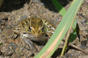 Southern Leopard Frog (Lithobates sphenocephalus)