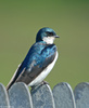Tree Swallow (Tachycineta bicolor)002