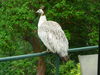 Wild Peacock on our deck