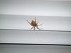 identify this spider?