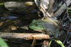 American Bullfrog (Lithobates catesbeianus)