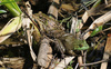 Bullfrog and Southern Leopard Frog 001