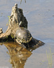 Eastern Painted Turtle (Chrysemys picta picta)