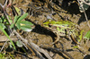 Southern Leopard Frog (Lithobates sphenocephalus)002