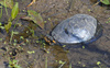 Spotted Turtle (Clemmys guttata)004