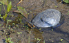 Spotted Turtle (Clemmys guttata)004