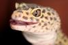 Leopard Gecko