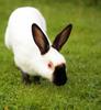 Himalayan Rabbit