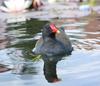 Moorhen